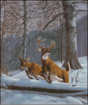 (image for) Winter Whitetails